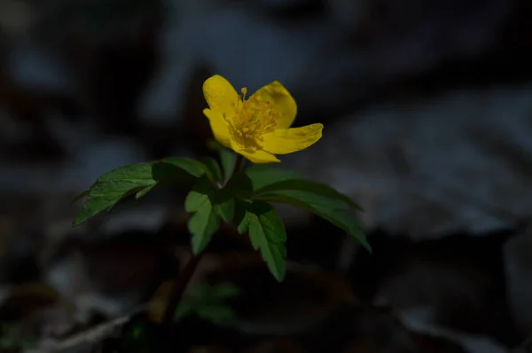 Fiore Selvatico Giallo Nel Bosco Testa Fiore Ravvicinata Piccola Primavera — Foto Stock