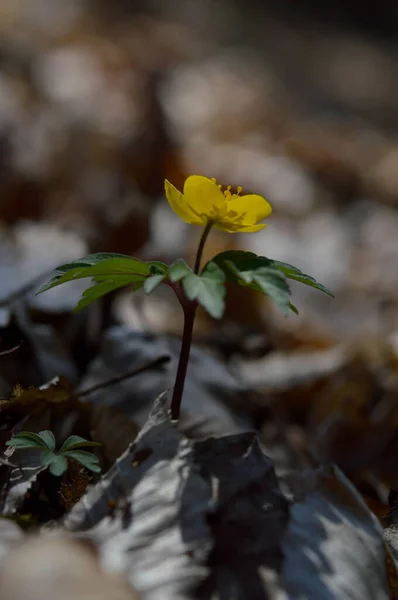 Gele Wilde Bloem Het Bos Close Bloemenkop Kleine Gele Lente — Stockfoto