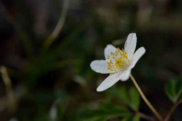 Anemonoides Nemorosa Waldanemone Gemeine Weiße Frühe Wildblume Der Natur Wald — Stockfoto