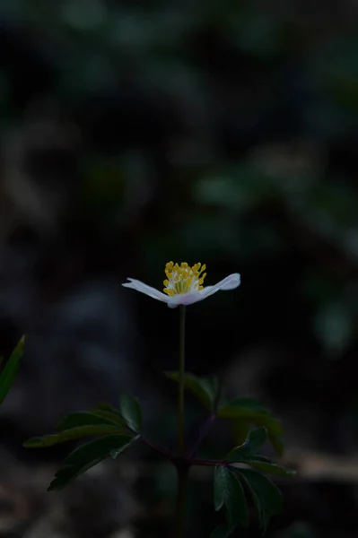 Anemonoides Nemorosa 木のアネモネ 一般的な白い早い野生の花 自然の中で 森の中で — ストック写真