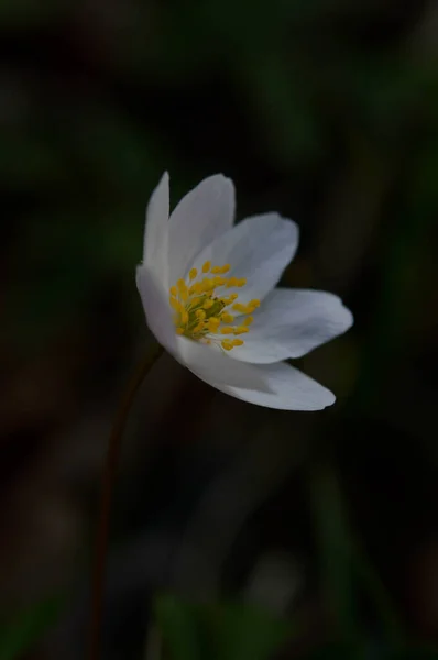 Anemonoides Nemorosa Waldanemone Gemeine Weiße Frühe Wildblume Der Natur Wald — Stockfoto