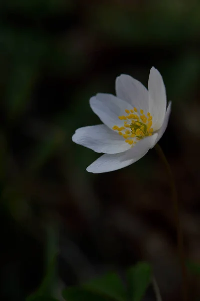 Anemonoides Nemorosa Anémona Madera Flor Silvestre Temprana Blanca Común Naturaleza —  Fotos de Stock