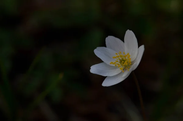 Anemonoides Nemorosa Anemone Ξύλου Κοινό Λευκό Πρώιμο Άγριο Λουλούδι Στη — Φωτογραφία Αρχείου