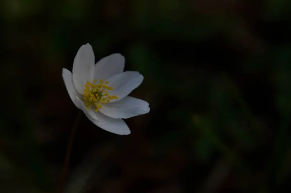 Anemonoidy Nemorosa Anemon Drzewny Pospolity Biały Wczesny Dziki Kwiat Przyrodzie — Zdjęcie stockowe