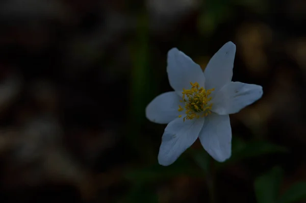 Anemonoides Nemorosa Anêmona Madeira Flor Silvestre Branca Comum Natureza Floresta — Fotografia de Stock