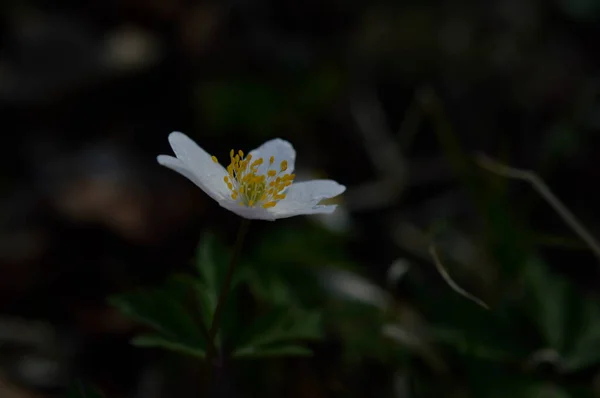 Anemonoidy Nemorosa Anemon Drzewny Pospolity Biały Wczesny Dziki Kwiat Przyrodzie — Zdjęcie stockowe