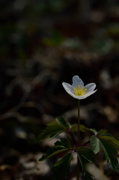 Anemonoides Nemorosa Anémona Madera Flor Silvestre Temprana Blanca Común Naturaleza — Foto de Stock