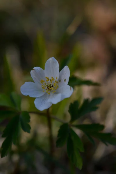 Anemonoides Nemorosa Waldanemone Gemeine Weiße Frühe Wildblume Der Natur Wald — Stockfoto