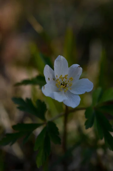 Anemonoides Nemorosa Waldanemone Gemeine Weiße Frühe Wildblume Der Natur Wald — Stockfoto