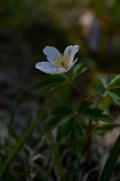 Anemonoides Nemorosa Anemone Közös Fehér Korai Vad Virág Természetben Erdőben — Stock Fotó