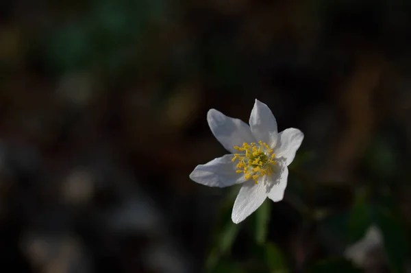 Anemonoides Nemorosa Anemone Közös Fehér Korai Vad Virág Természetben Erdőben — Stock Fotó