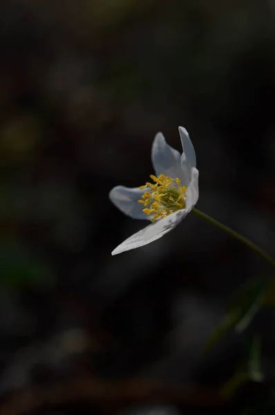 Anemonoides Nemora Wood Anemone Common White Early Wild Flower Nature — стоковое фото