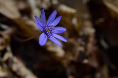 Anemon hepatikası, küçük ilkbahar mor kır çiçeği, mavi ilkbahar çiçeği ormanda kapanıyor, arka planda yapraklar.