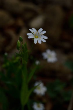 Beyaz bahar, güneş ışığında yabani çiçekler, Makro çiçek fotoğrafçılığı..