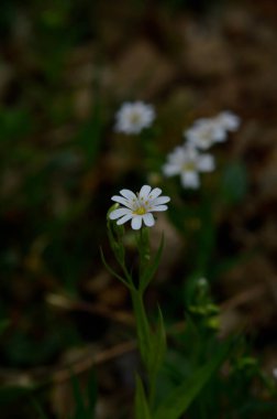 Beyaz bahar, güneş ışığında yabani çiçekler, Makro çiçek fotoğrafçılığı..