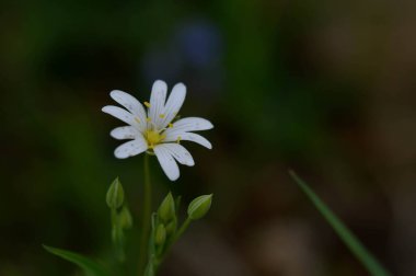 Beyaz bahar, güneş ışığında yabani çiçekler, Makro çiçek fotoğrafçılığı..