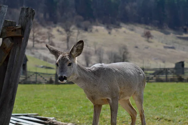 Chevreuil Dans Nature Environnement Rural — Photo