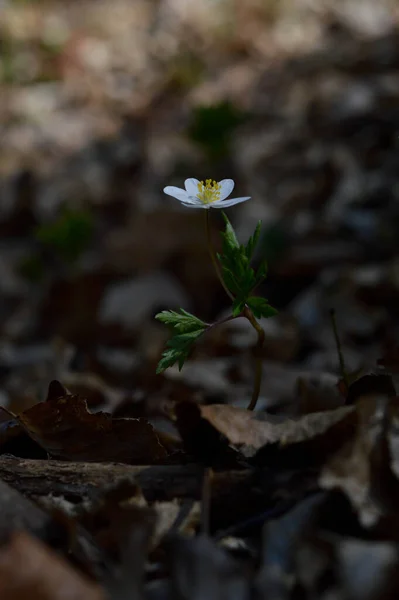 Madeira Anêmona Branco Wildflower Natureza Pequena Flor Floresta — Fotografia de Stock