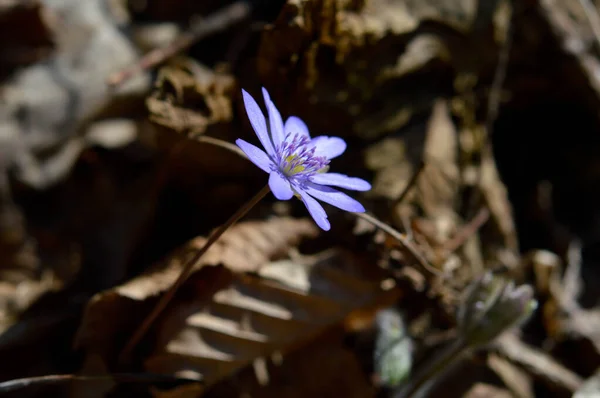 Anemone Hepatica Kis Kora Tavaszi Lila Vadvirág Kék Tavaszi Virág — Stock Fotó