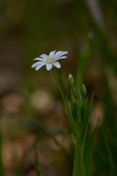 White Spring Wild Flowers Sunlight Macro Flower Photography — Stock Photo, Image