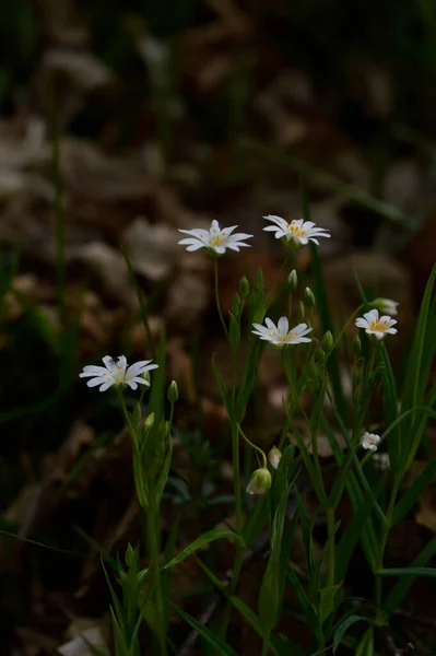 Weiße Frühlingsblumen Sonnenlicht Makroblumen Fotografie — Stockfoto