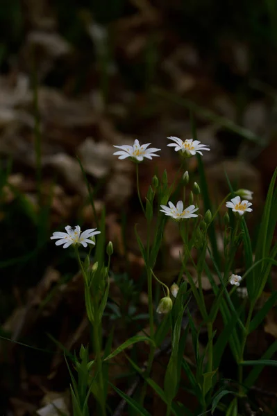 Fiori Bianchi Selvatici Primaverili Alla Luce Del Sole Foto Fiori — Foto Stock