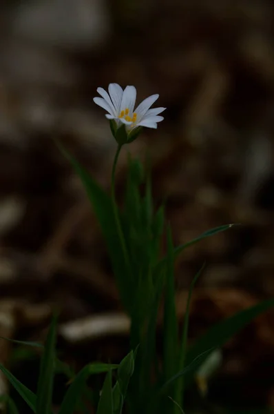 White Spring Wild Flower Sunshine Macro Flower Photography — 스톡 사진