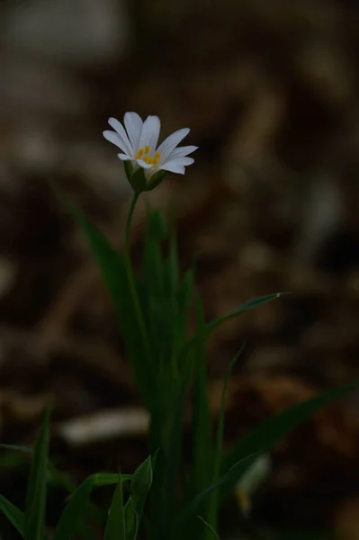 Białe Wiosna Dzikie Kwiaty Słońcu Makro Kwiat Fotografia — Zdjęcie stockowe