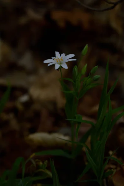 White Spring Wild Flowers Sunlight Macro Flower Photography — Stock Photo, Image