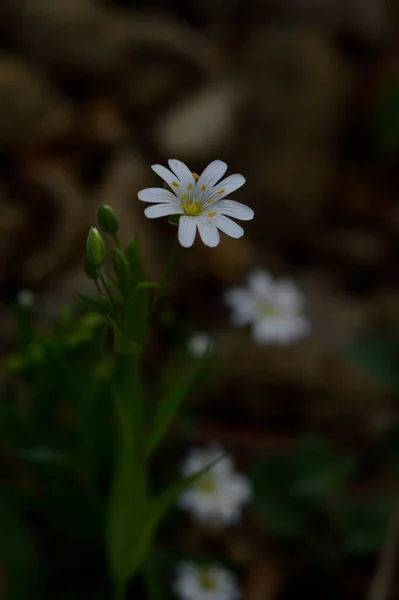 White Spring Wild Flowers Sunlight Macro Flower Photography — Stock Photo, Image