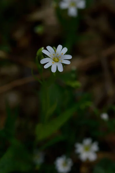 Białe Wiosna Dzikie Kwiaty Słońcu Makro Kwiat Fotografia — Zdjęcie stockowe