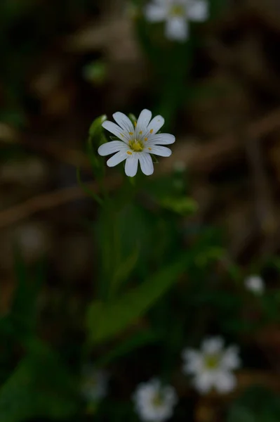 Fiori Bianchi Selvatici Primaverili Alla Luce Del Sole Foto Fiori — Foto Stock