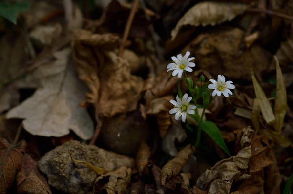 Fiori Bianchi Selvatici Primaverili Alla Luce Del Sole Foto Fiori — Foto Stock