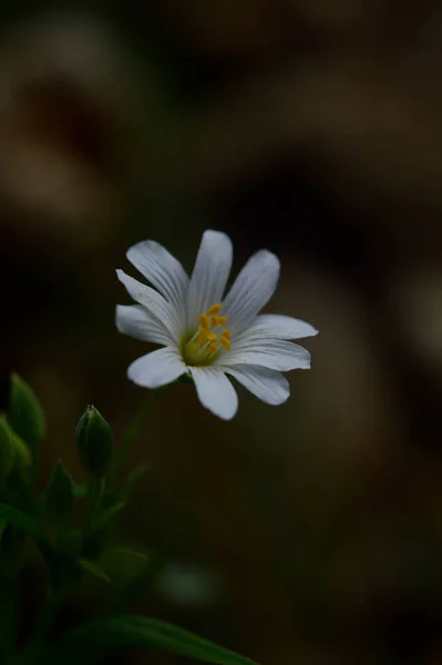 Beyaz Bahar Güneş Işığında Yabani Çiçekler Makro Çiçek Fotoğrafçılığı — Stok fotoğraf