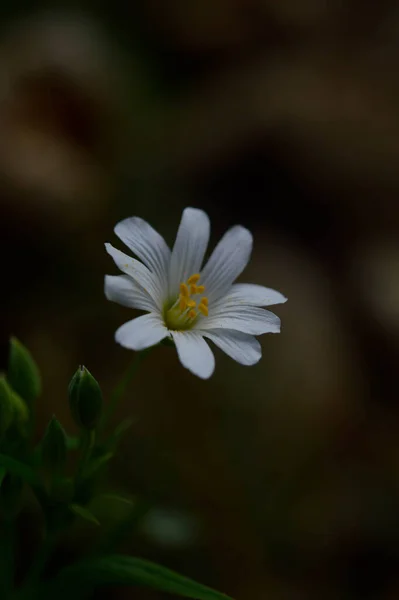 Flores Silvestres Primavera Branca Sob Luz Sol Fotos Flores Macro — Fotografia de Stock