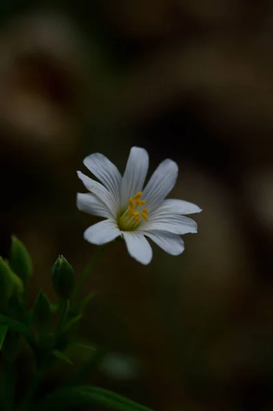 Beyaz Bahar Güneş Işığında Yabani Çiçekler Makro Çiçek Fotoğrafçılığı — Stok fotoğraf