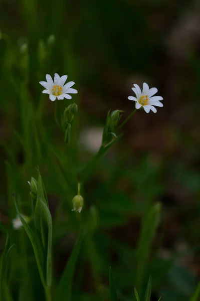 Weiße Frühlingsblumen Sonnenlicht Makroblumen Fotografie — Stockfoto