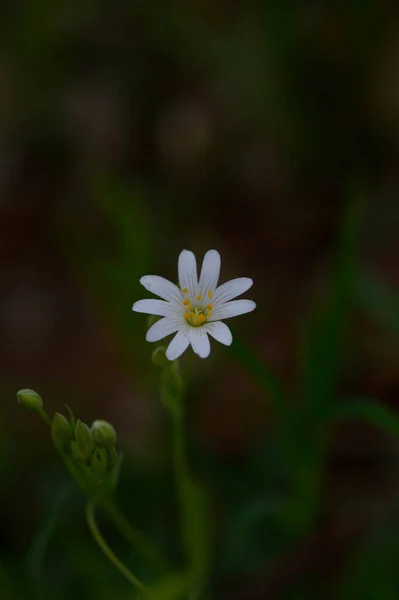 Flores Silvestres Primavera Blanca Luz Del Sol Macro Flor Fotografía — Foto de Stock