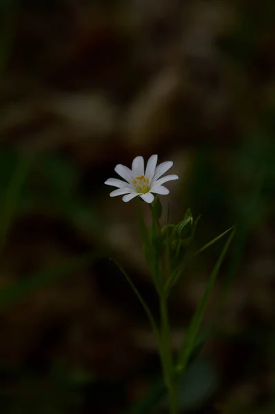 Белые Весенние Дикие Цветы Солнечном Свете Макро Фотографии Цветов — стоковое фото