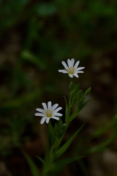 Flores Silvestres Primavera Branca Sob Luz Sol Fotos Flores Macro — Fotografia de Stock