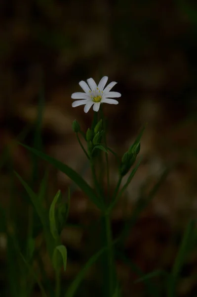 Flores Silvestres Primavera Blanca Luz Del Sol Macro Flor Fotografía — Foto de Stock