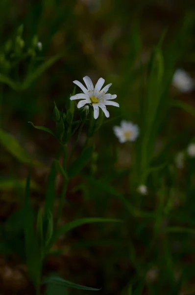 Weiße Frühlingsblumen Sonnenlicht Makroblumen Fotografie — Stockfoto