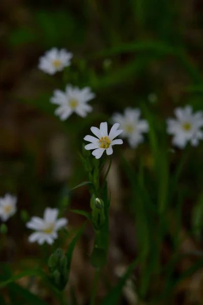 Flores Silvestres Primavera Branca Sob Luz Sol Fotos Flores Macro — Fotografia de Stock