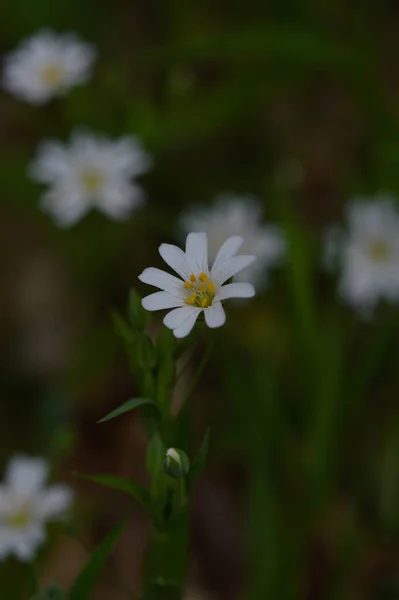 太陽の下で白い春の野生の花 マクロの花の写真 — ストック写真