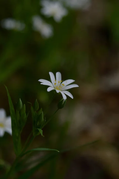 Flores Silvestres Primavera Blanca Luz Del Sol Macro Flor Fotografía — Foto de Stock