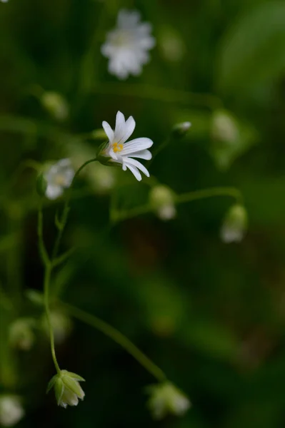 White Spring Wild Flowers Sunlight Macro Flower Photography — Stock Photo, Image