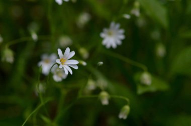 Beyaz bahar, güneş ışığında yabani çiçekler, Makro çiçek fotoğrafçılığı..