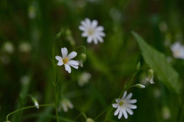 Beyaz bahar, güneş ışığında yabani çiçekler, Makro çiçek fotoğrafçılığı..