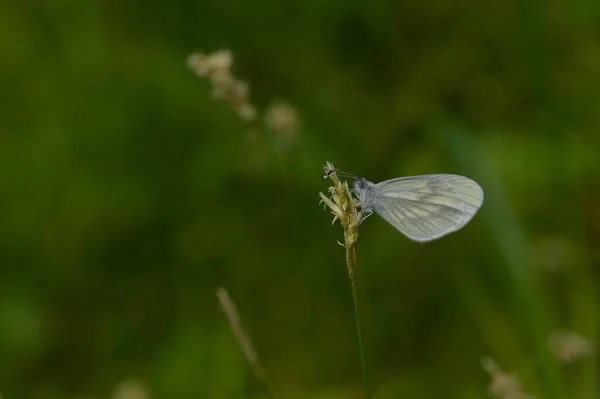 Schöner Weißer Schmetterling Auf Blume Der Waldschmetterling Leptidea Sinapis — Stockfoto