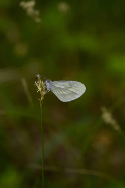 花に美しい白い蝶 木の白い蝶 Leptidea Sinapis — ストック写真